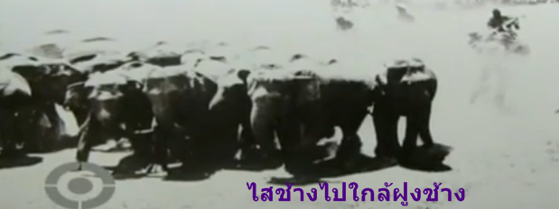 ช้างเผือก ช้างเผือก
