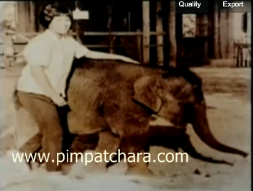 พระเศวตสุรคชาธาร พระเศวตสุรคชาธาร